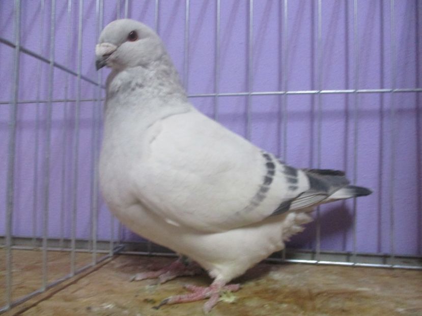 10214-19 - Masculi 2020