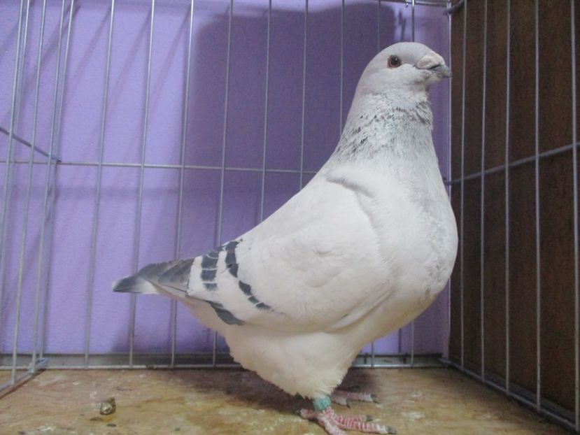 10230-19 - Masculi 2020