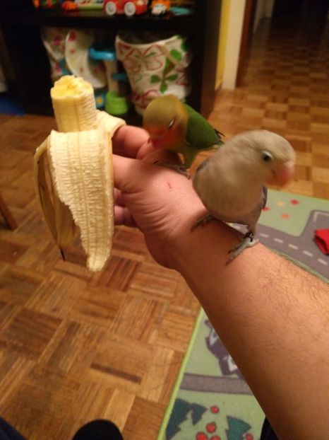  - 00 Agapornis