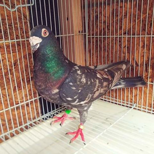  - NU AMI APARTIN 2020