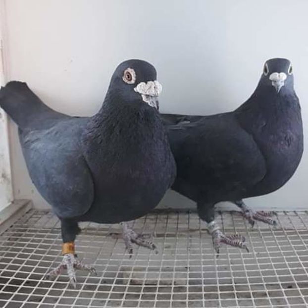  - NU AMI APARTIN 2020