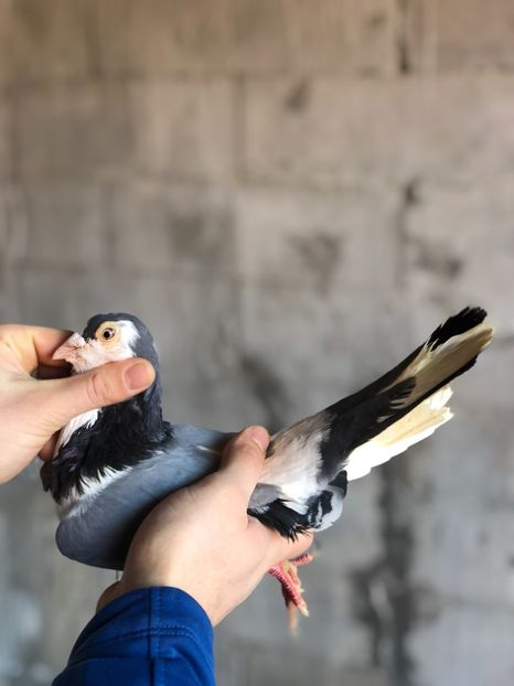 Mâscatul cu bete - Masculi preferați