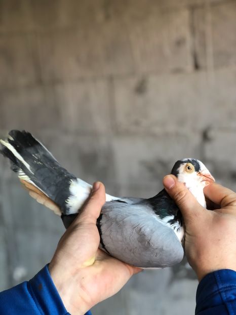 Prințul - Masculi preferați