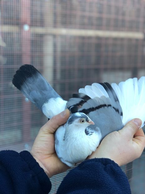 Ruginia - Femele preferate