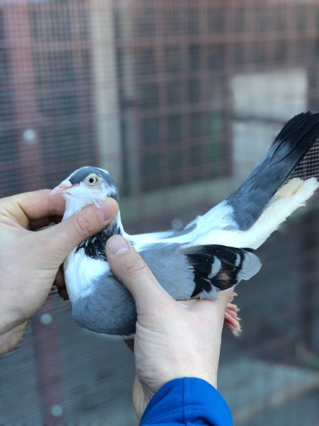 Ruginia - Femele preferate