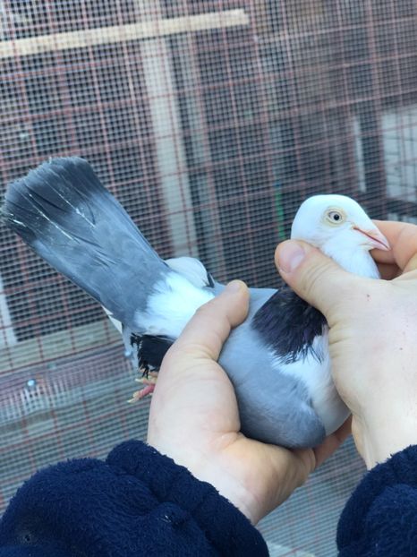 Ciacara strambu - Femele preferate