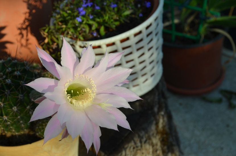  - suculente si cactusi