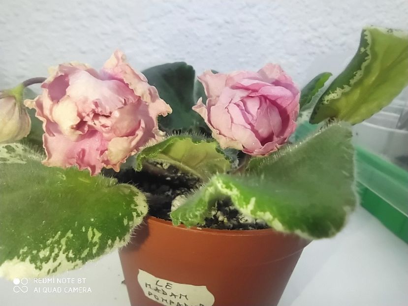 3 februarie 2020 - LE Madam Pompadur