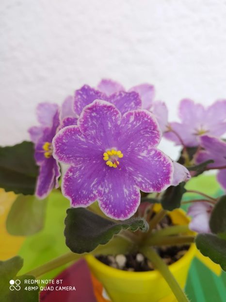 21 decembrie 2019 - ZZZ_DS Izium