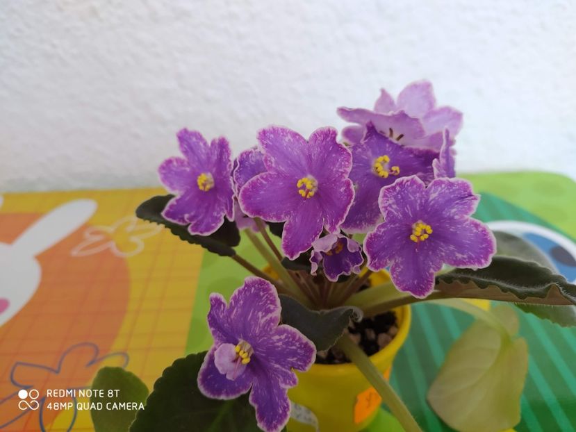 21 decembrie 2019 - ZZZ_DS Izium