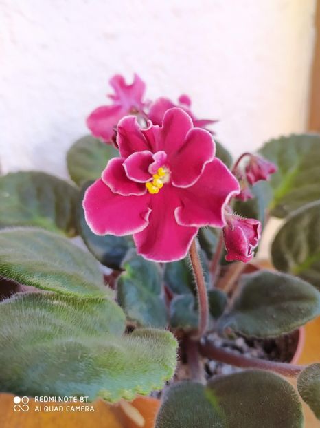 21 decembrie 2019 - Bob Serbin