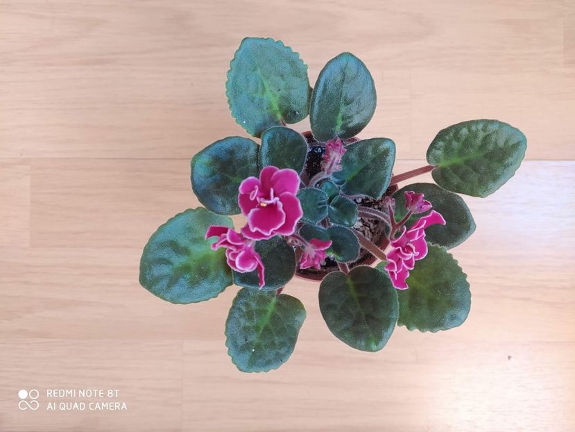 21 decembrie 2019 - Bob Serbin