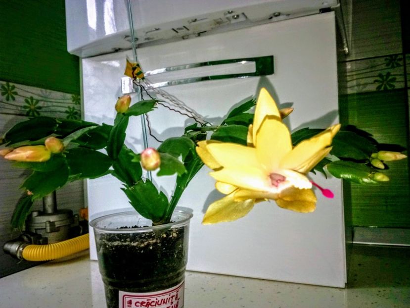  - Promoția 2019-2020