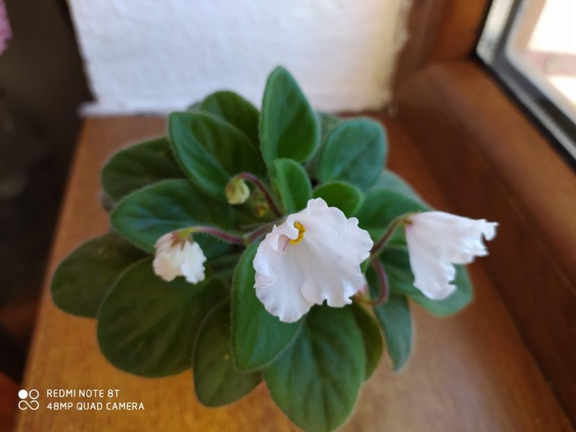 21 decembrie 2019 - Alan s White Feather