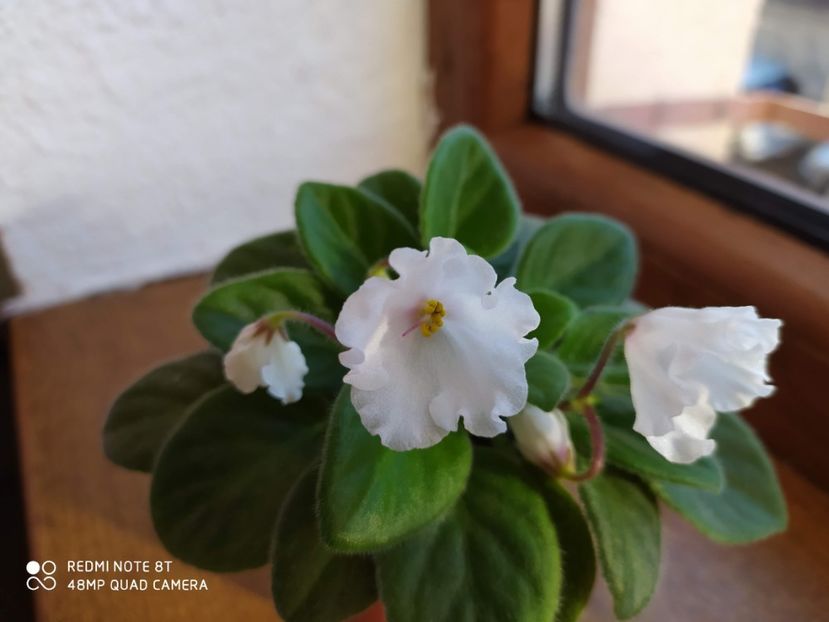 21 decembrie 2019 - Alan s White Feather