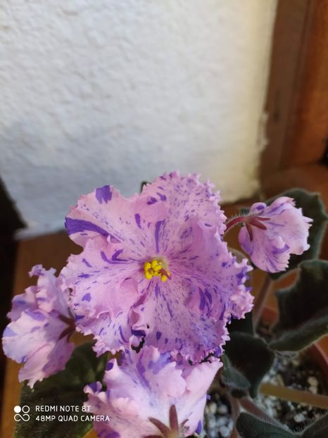 21 decembrie 2019 - RS Zabijaka