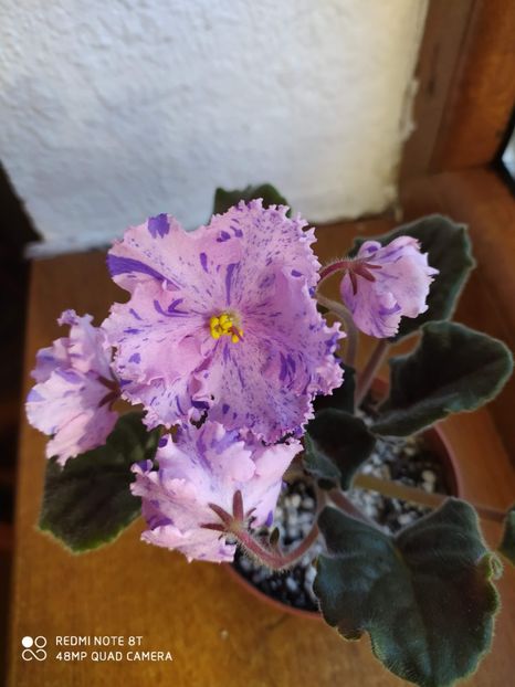 21 decembrie 2019 - RS Zabijaka