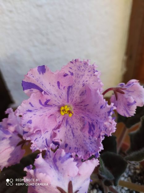 21 decembrie 2019 - RS Zabijaka