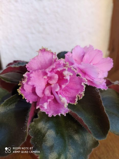 21 decembrie 2019 - Zzz_out LE Anzhela Devis