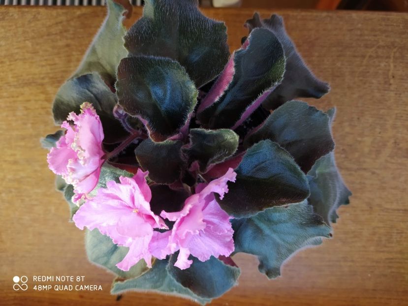 21 decembrie 2019 - Zzz_out LE Anzhela Devis