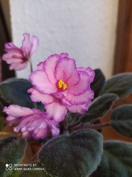 21 decembrie 2019 - Strawberry Wave