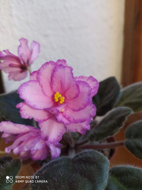 21 decembrie 2019 - Strawberry Wave