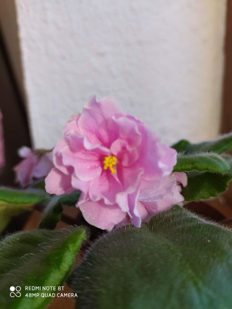 21 decembrie 2019 - ZZZ ____EK Lubasha OUT