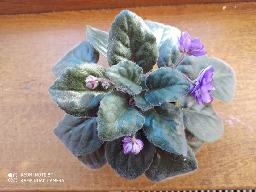 21 decembrie 2019 - ZZZ___Cathedral