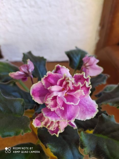 21 decembrie 2019 - Kamennyi Tsvetok