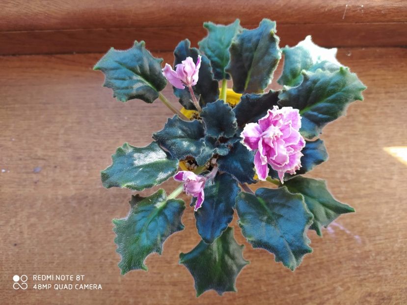 21 decembrie 2019 - Kamennyi Tsvetok