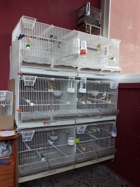 CANARI DE CÁNTEC TIMBRADO SPANIOL - TIMBRADOS 2020