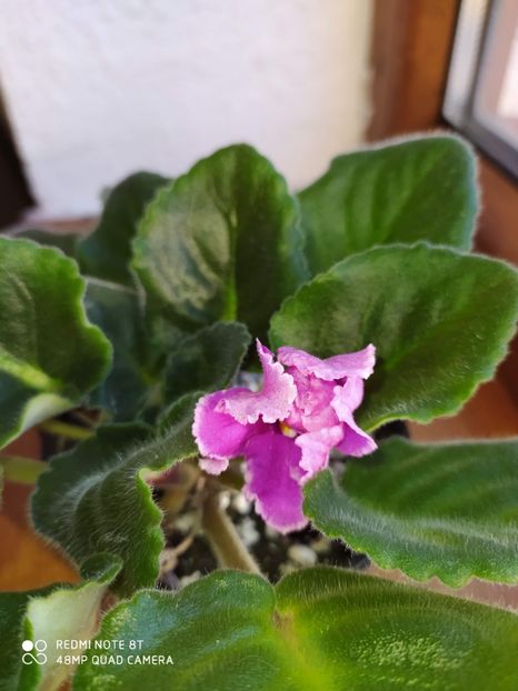 21 decembrie 2019 - EK Russkaya Krasavitsa