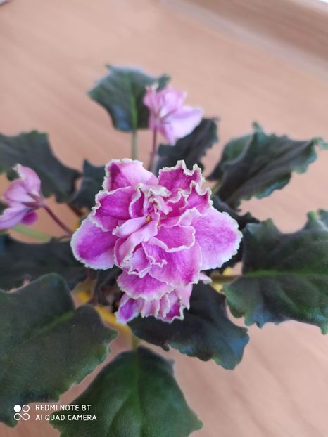 21 decembrie 2019 - Kamennyi Tsvetok