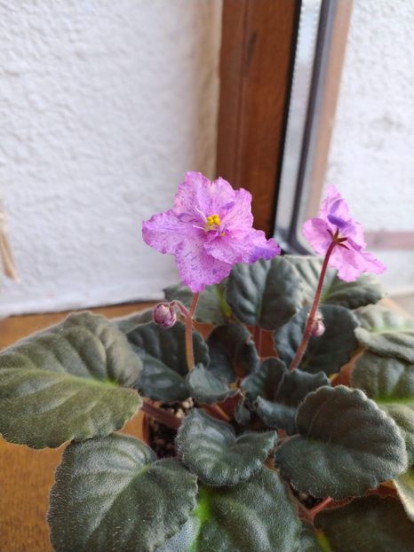 27 decembrie 2019 - ZZZ_Mellow Magic