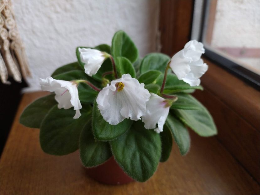 27 decembrie 2019 - Alan s White Feather