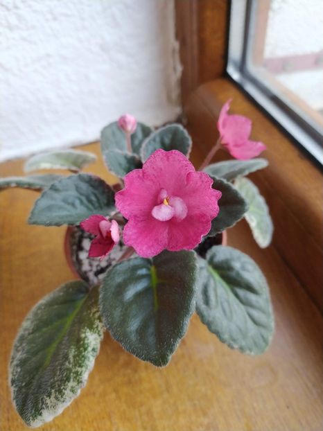 27 decembrie 2019 - Red Sun Rising