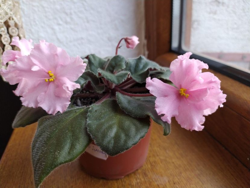 27 decembrie 2019 - ZZZ___Deo Iulian