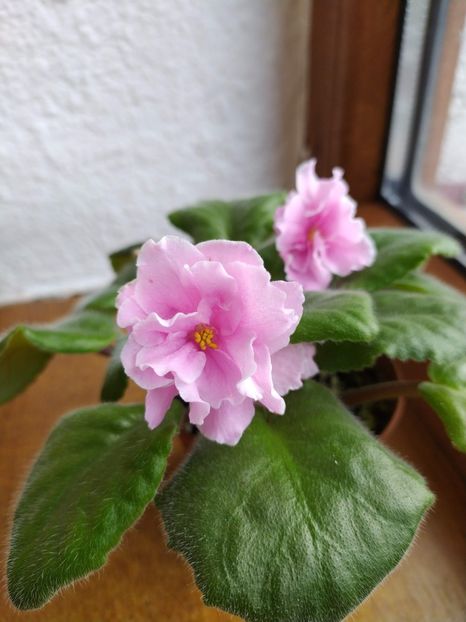 27 decembrie 2019 - ZZZ ____EK Lubasha OUT