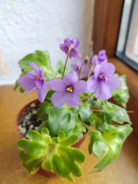 27 decembrie 2019 - ZZZ____Ramblin Lassie out