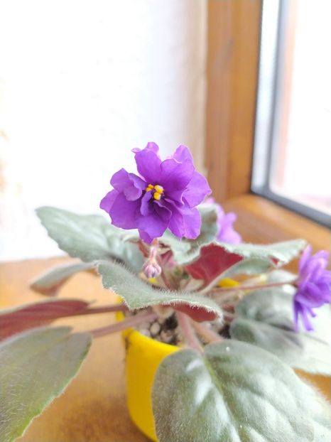 27 decembrie 2019 - ZZZ___Cathedral