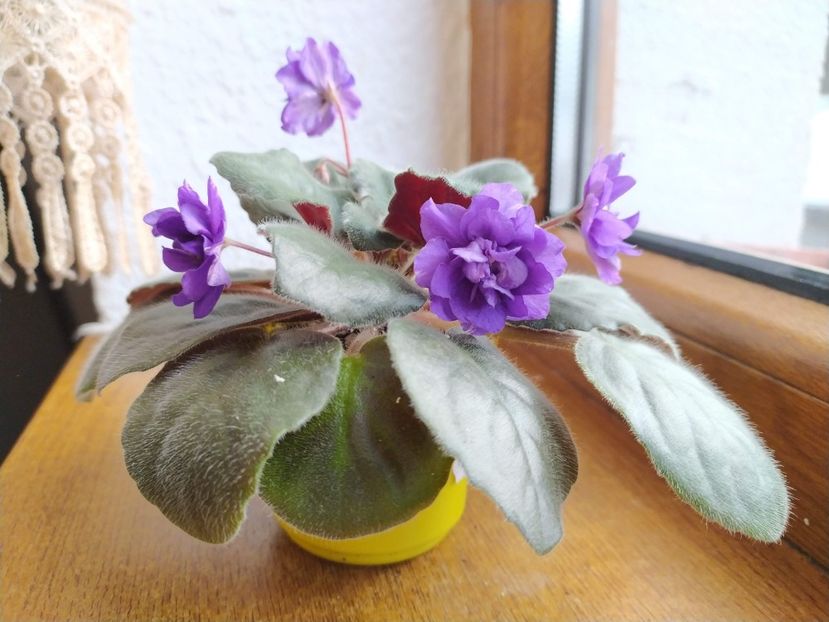 27 decembrie 2019 - ZZZ___Cathedral