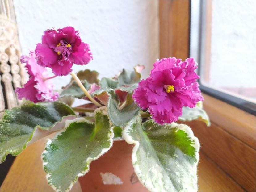 27 decembrie 2019 - ZZZ____EK Moulin Rouge