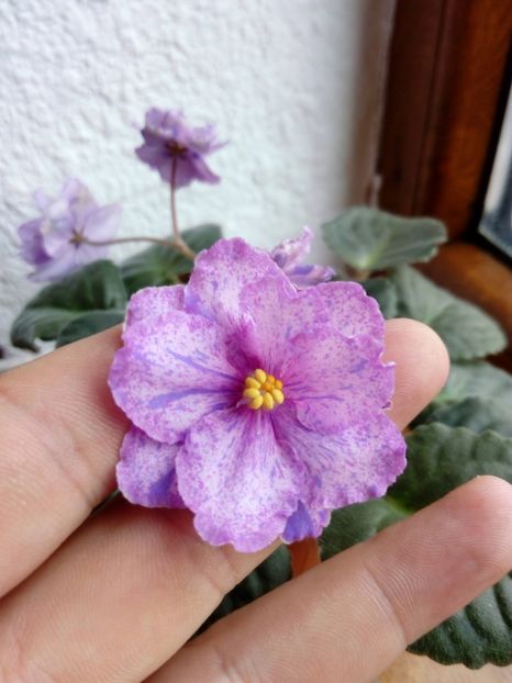 3 noiembrie 2019 - ZZZ_Mellow Magic