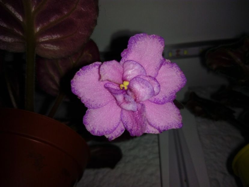 3 noiembrie 2019 - Strawberry Wave