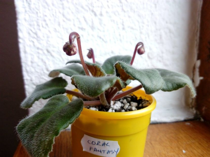 3 noiembrie 2019 - Coral Fantasy