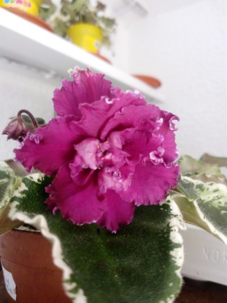 1 decembrie 2019 - ZZZ____EK Moulin Rouge