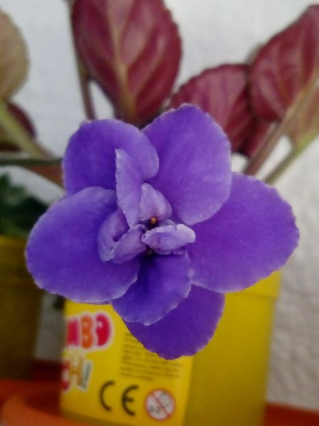 1 decembrie 2019 - ZZZ_Optimara Crater out