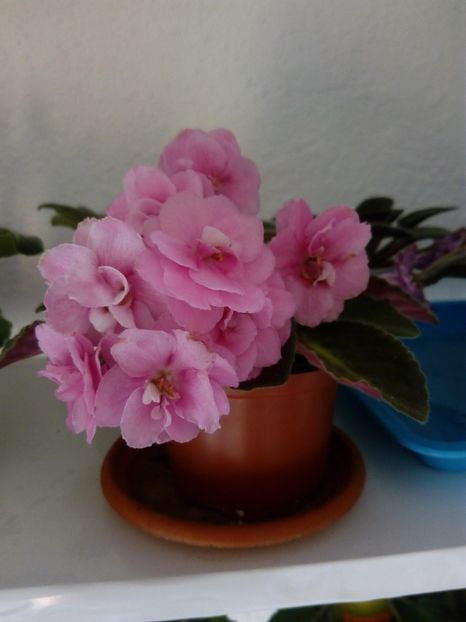 1 decembrie 2019 - ZZZ_____Optimara My Delight