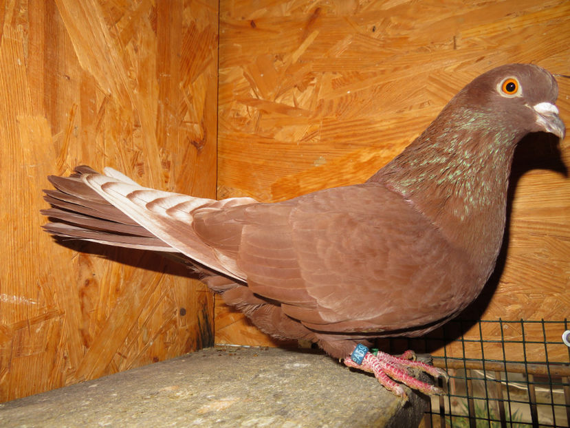  - Zburator Roșu de Târgoviște - porumbițe matcă