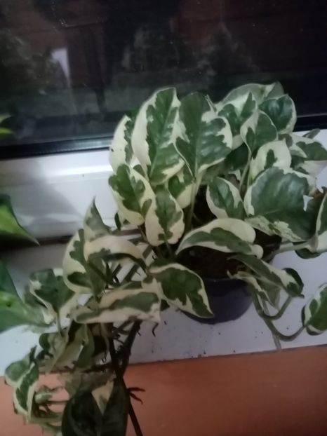 Epipremium njoy - Februarie 2020